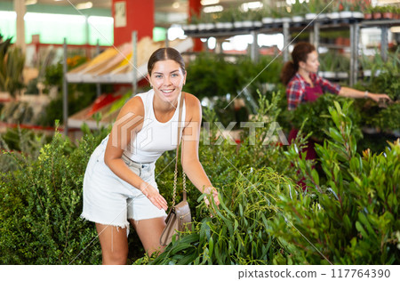 Young woman choosing eucalyptus in pot Young woman choosing eucalyptus in pot 117764390