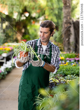 Man gardener checks chlorophytum for the presence of diseases Man gardener checks chlorophytum for the presence of diseases 117764446
