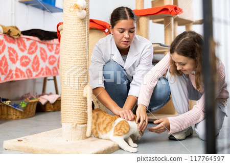 Tween girl and female volunteer playing with ginger cat in animal shelter 117764597