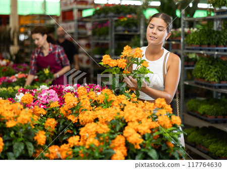 Girl buys and purchase potted crossandra plant in flower shop 117764630