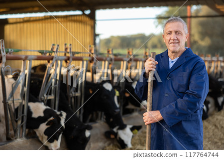 Successful elderly breeder of dairy cows posing in cowshed on farm 117764744