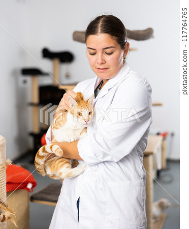 Girl animal shelter volunteer holding ginger tabby cat 117764765