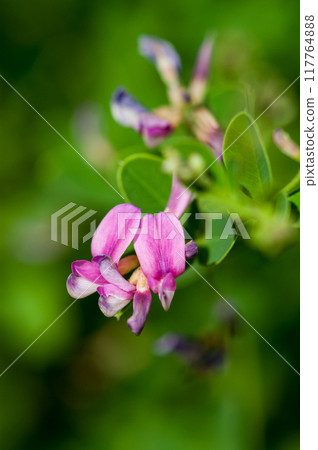 Bush clover 117764888