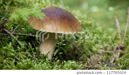 Close-up of a wild penny bun mushroom growing in a lush green forest surrounded by moss and foliage 117765024
