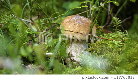 Boletus mushroom growing in a lush forest environment among ferns and mosses Boletus mushroom growing in a lush forest environment among ferns and mosses 117765032