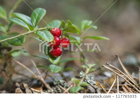 Lingonberry plants with red berries in a forest setting, surrounded by moss and foliage 117765035