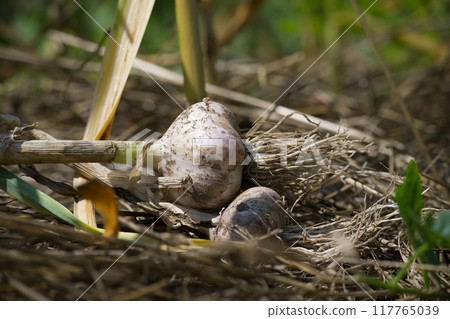 Close-up of freshly harvested garlic bulbs in a garden Close-up of freshly harvested garlic bulbs in a garden 117765039