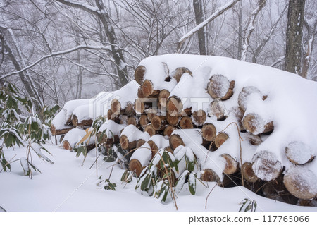 Felled logs covered in snow Felled logs covered in snow 117765066
