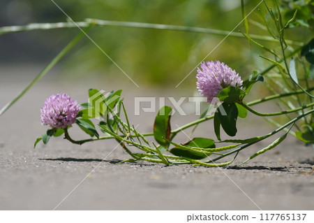 Plant 117765137