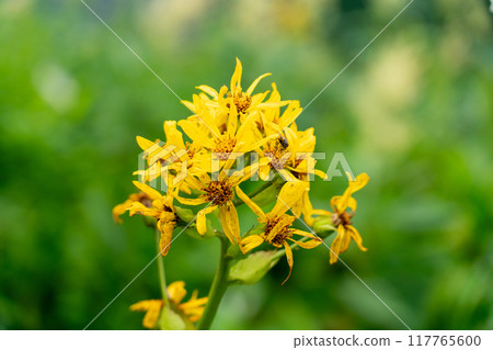 Tougebuki (Ezo Takarako) Tougebuki (Ezo Takarako) 117765600