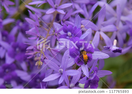 Bee on a purple flower. Bee on a purple flower. 117765893