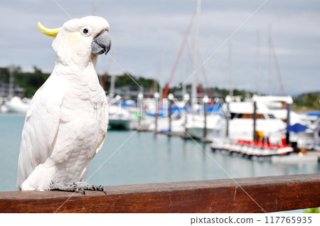 Hamilton Island, Australia Hamilton Island, Australia 117765935