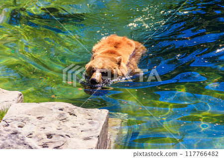 Bear in Bear Pit in Bern, Switzerland. Bear is a symbol of Bern city Bear in Bear Pit in Bern, Switzerland. Bear is a symbol of Bern city 117766482