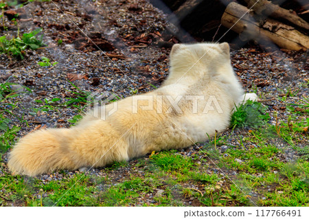 White arctic fox resting in the grass at the zoo 117766491