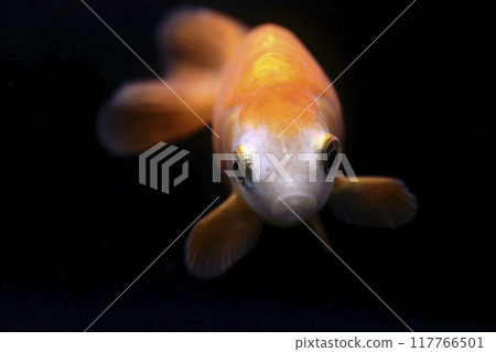 大阪raunchuen 117766501