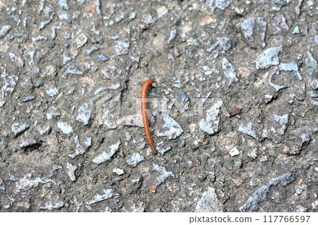 A leech from Tanzawa with orange skin and brown stripes. 117766597