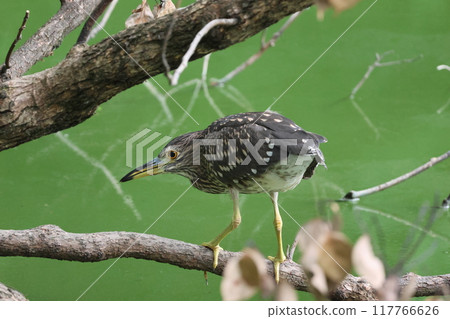 夜鷺棲息在樹枝上 117766626