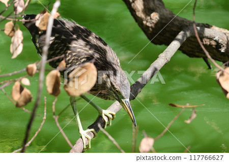 戈伊斯瞄準獵物 戈伊斯瞄準獵物 117766627