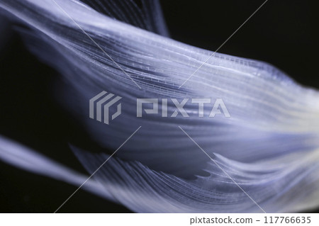 Kyonishiki tail fin 117766635