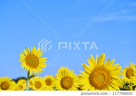 盛夏的向日葵田 117766682