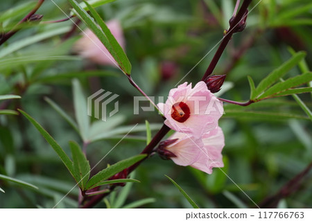 玫瑰茄花 玫瑰茄花 117766763