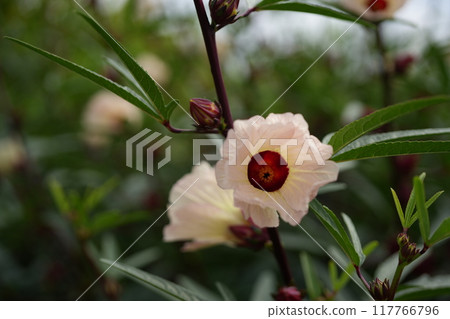 玫瑰茄花 117766796