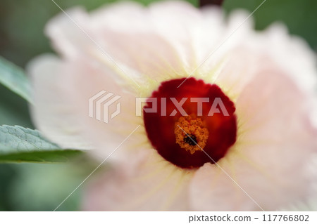 玫瑰茄花 玫瑰茄花 117766802
