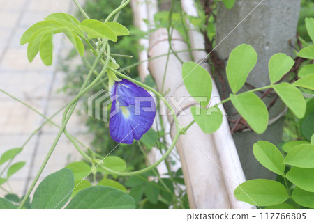 Asian pigeonwings flower plant on farm 117766805