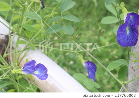 Asian pigeonwings flower plant on farm 117766808