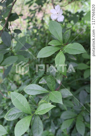 brunfelsia latifolia flower plant on nursery brunfelsia latifolia flower plant on nursery 117766820
