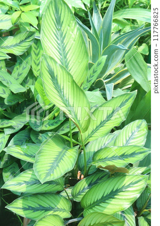Calathea majestica Princeps plant on nursery 117766825