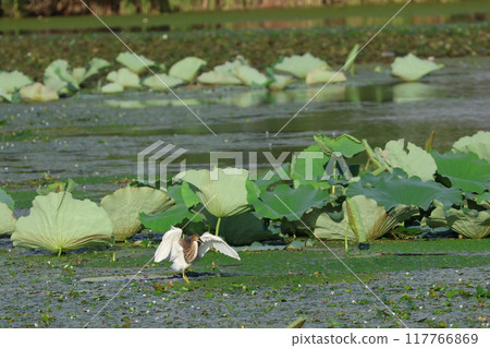 A red-crowned heron in winter plumage flying over a lotus leaf A red-crowned heron in winter plumage flying over a lotus leaf 117766869