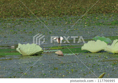 A red-crowned egret resting on a water lily A red-crowned egret resting on a water lily 117766995