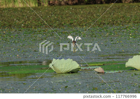 A red-crowned egret foraging in a lotus field 117766996