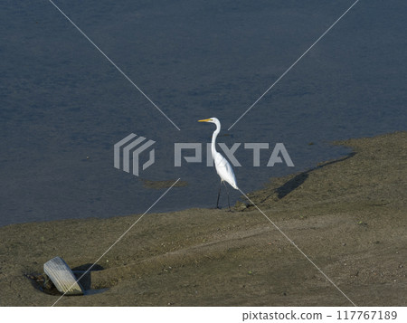 Great Egret on a sandbar in the Yamato River 117767189