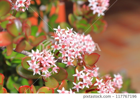 Fuchibenibenkei or Kaneno-plant 117767196