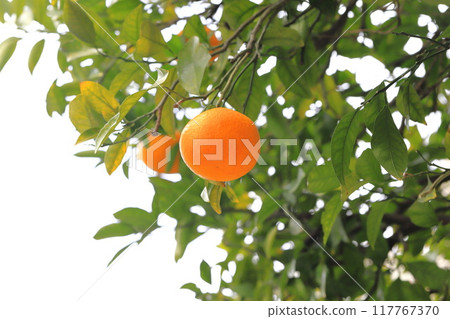 夏橙臨近收穫 117767370