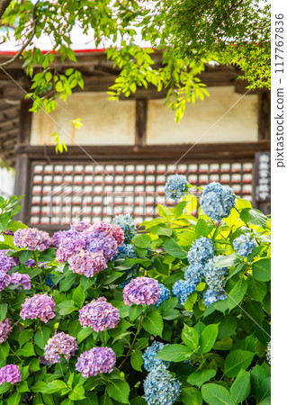 Katsuoji, the Temple of Daruma Dolls, in Osaka, Japan 117767836