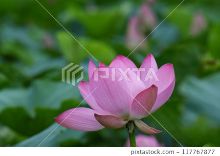 蓮花 117767877