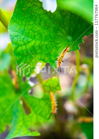 Katsuoji, the Temple of Daruma Dolls, in Osaka, Japan 117767964
