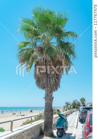 Palms and scooter on the beach Palms and scooter on the beach 117767978
