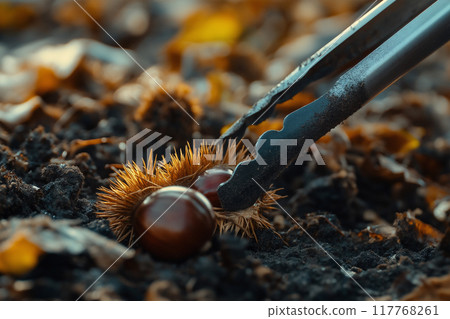 用鉗子夾起栗子。秋天摘栗子。	 117768261