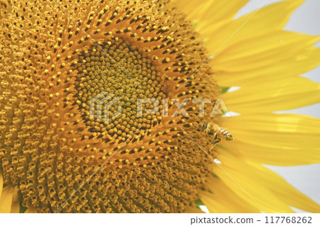 大向日葵和蜜蜂 大向日葵和蜜蜂 117768262