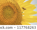 Bees collecting sunflower nectar Bees collecting sunflower nectar 117768263