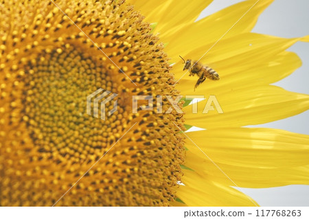 Bees collecting sunflower nectar Bees collecting sunflower nectar 117768263
