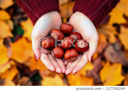 Holding chestnuts in both hands. Image of autumn harvest. Holding chestnuts in both hands. Image of autumn harvest. 117768264