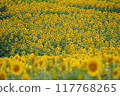 Sunflower field spreading to one side Sunflower field spreading to one side 117768265