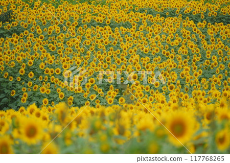 Sunflower field spreading to one side 117768265