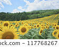 Sunflower field spreading to one side Sunflower field spreading to one side 117768267