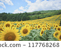Summer blue sky and one sunflower field Summer blue sky and one sunflower field 117768268
